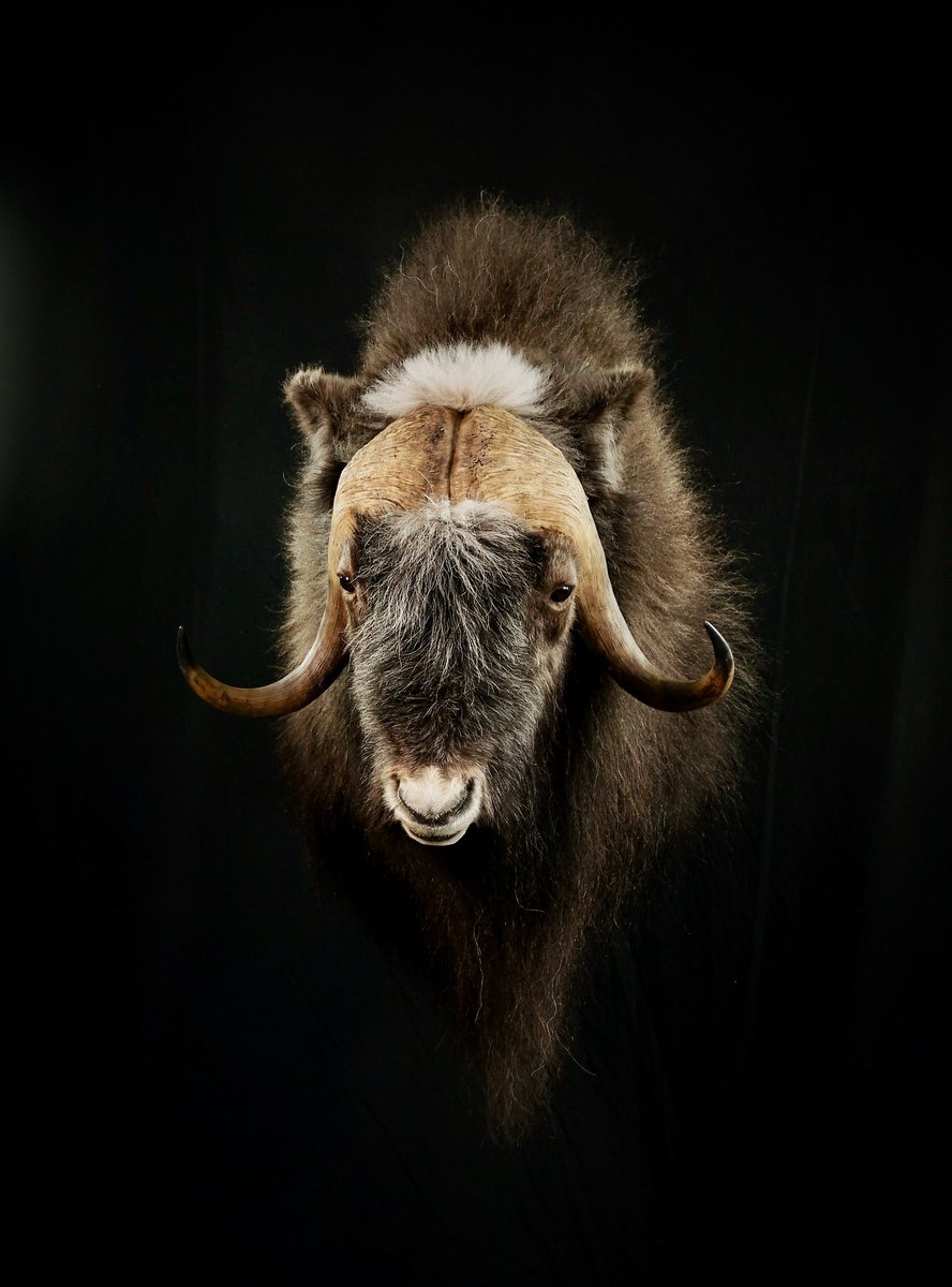Photo 82 - Muskox Straight Shoulder Mount