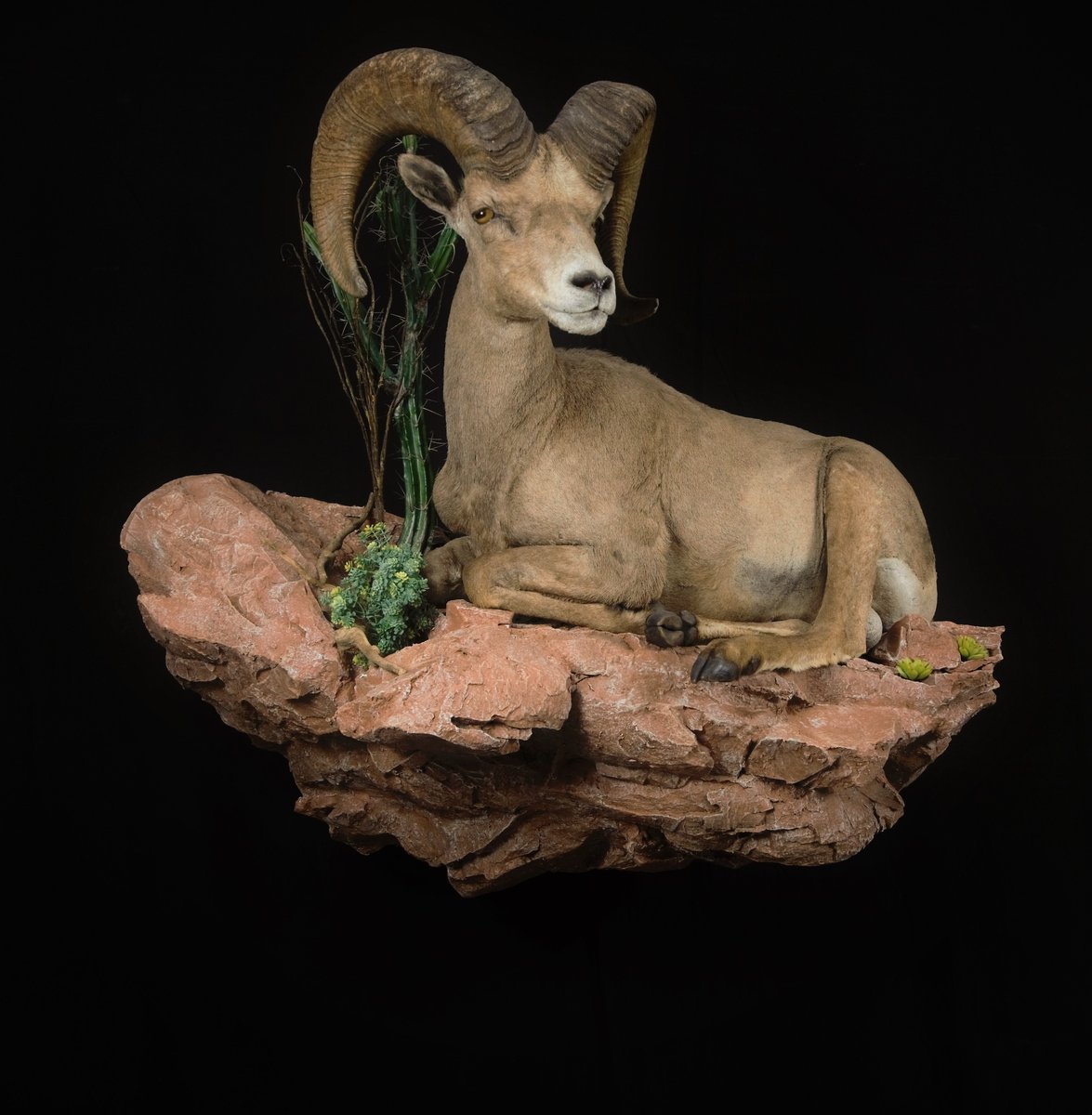Photo 83 - Life Size Desert Sheep
