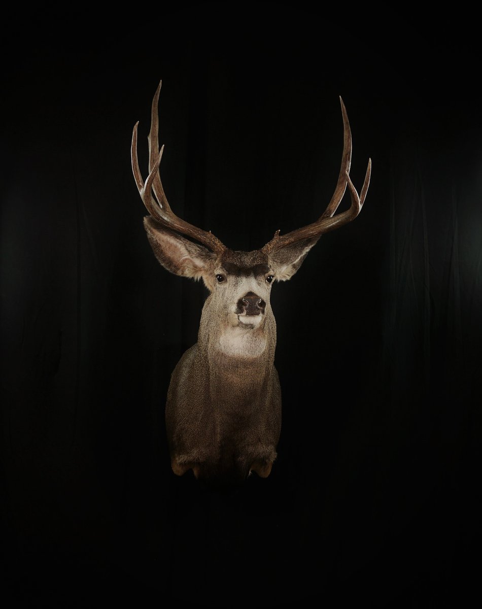Photo 84 - Mule Deer Straight Upright