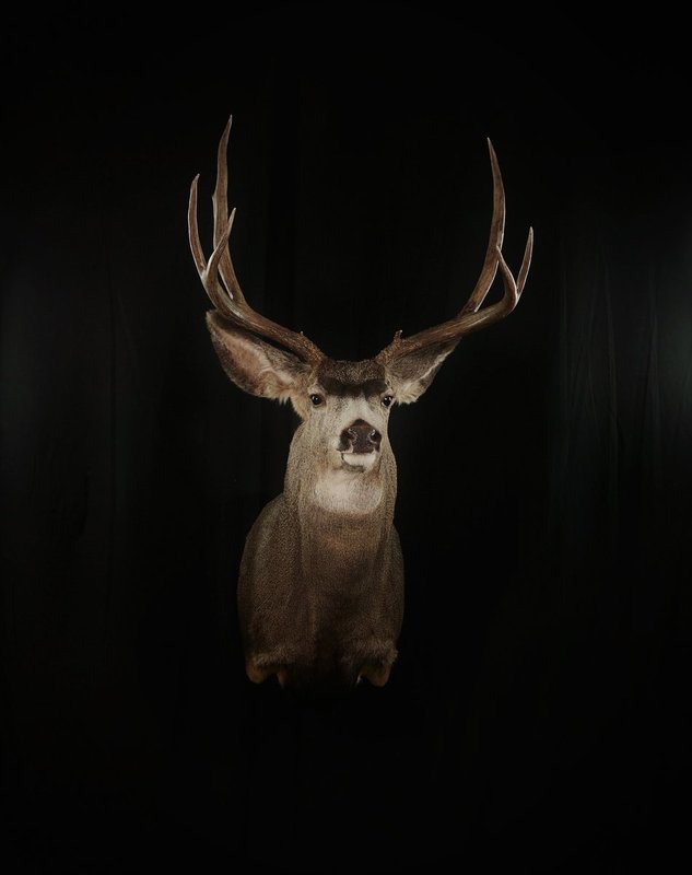 Photo 84 - Mule Deer Straight Upright