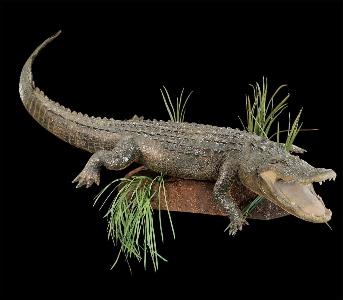 Photo 9 - Alligator life size