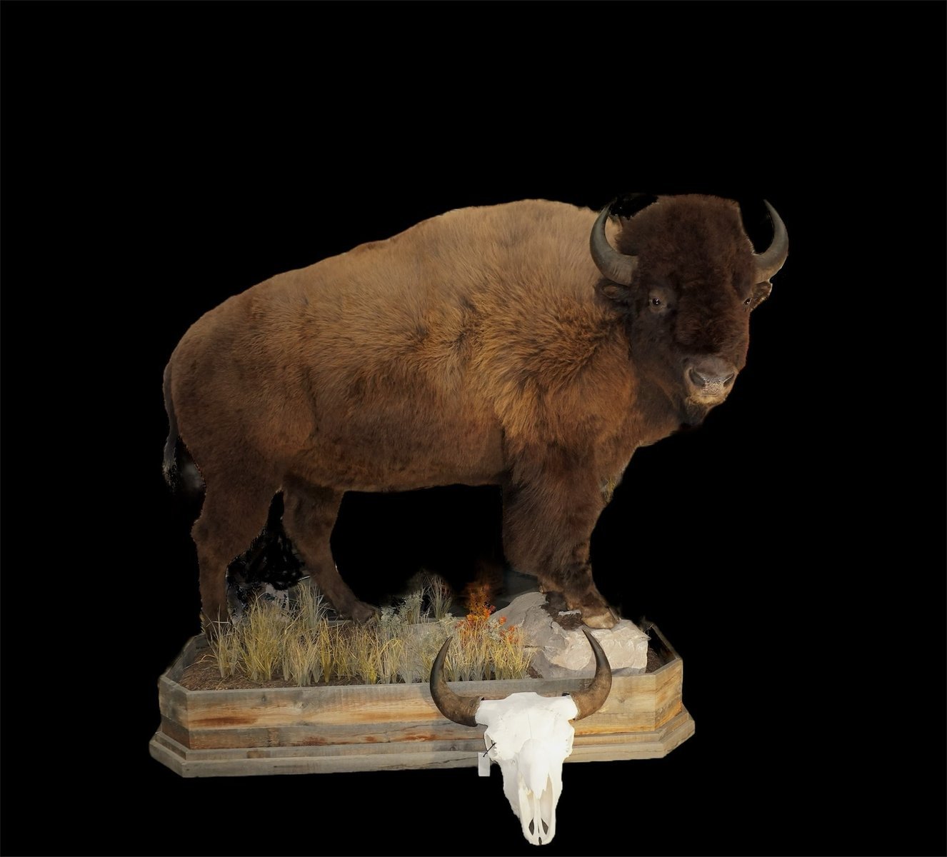 Photo 90 - Bison Life Size