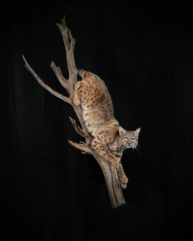 Photo 95 - Bobcat Life Size