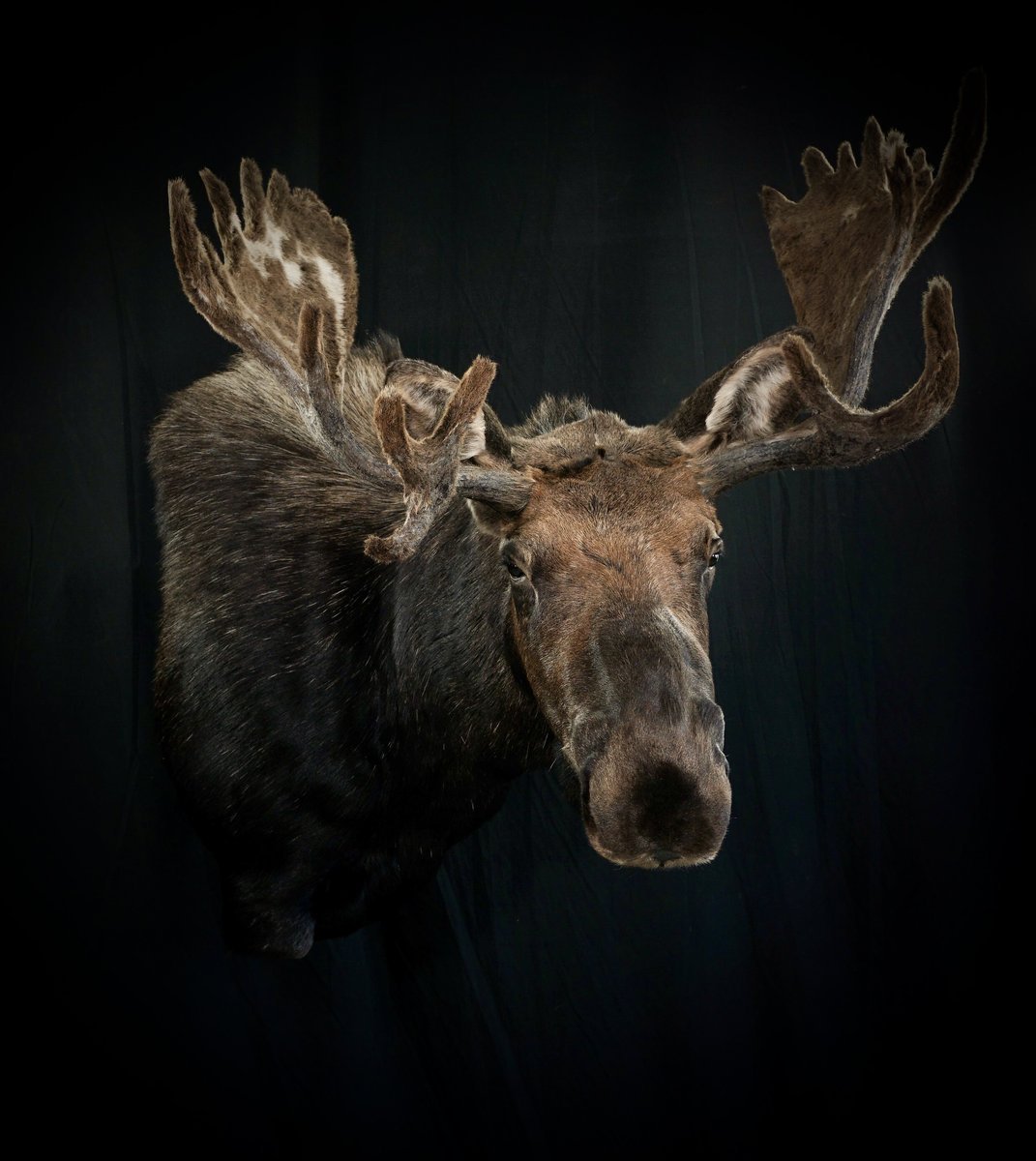 Photo 97 - Moose Wall Pedestal