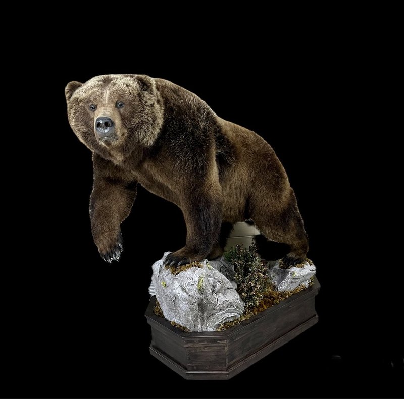 Photo 99 - Brown Bear Lifesize