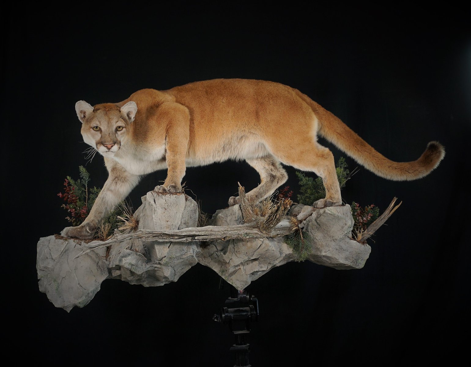 Photo IMG004 - Mountain Lion Life Size