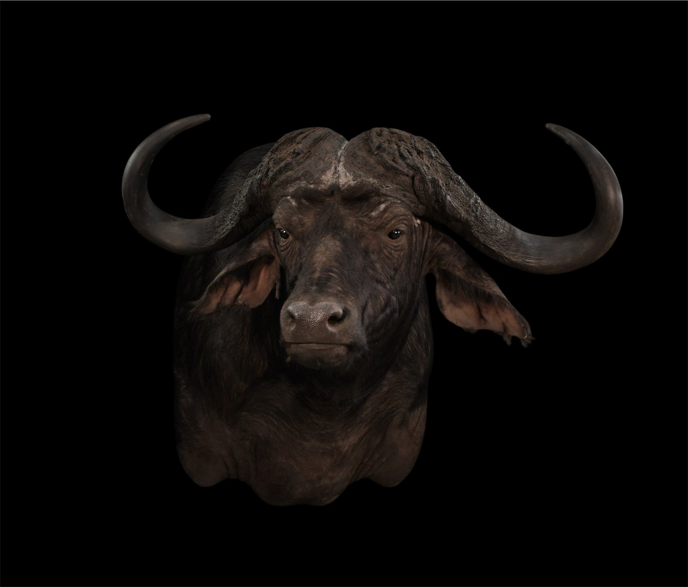 Photo IMG043 - Cape Buffalo