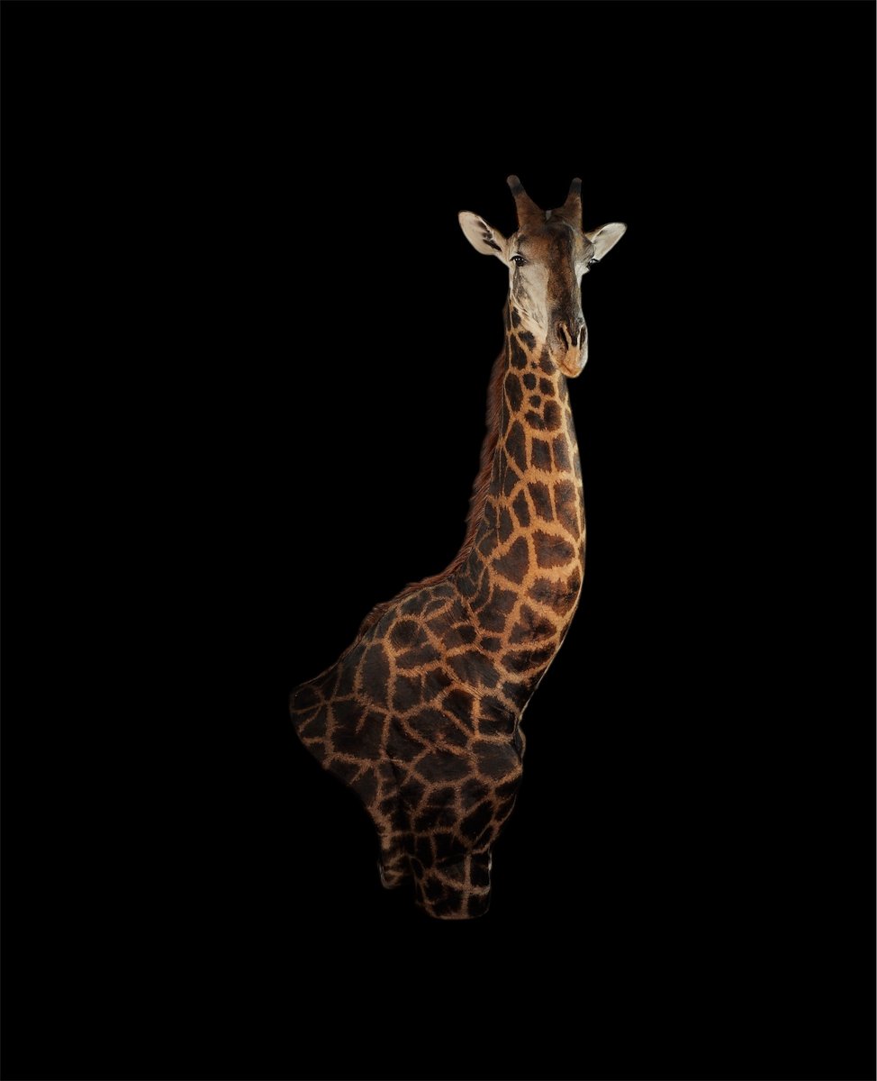Photo IMG031 - Giraffe Wall Pedestal