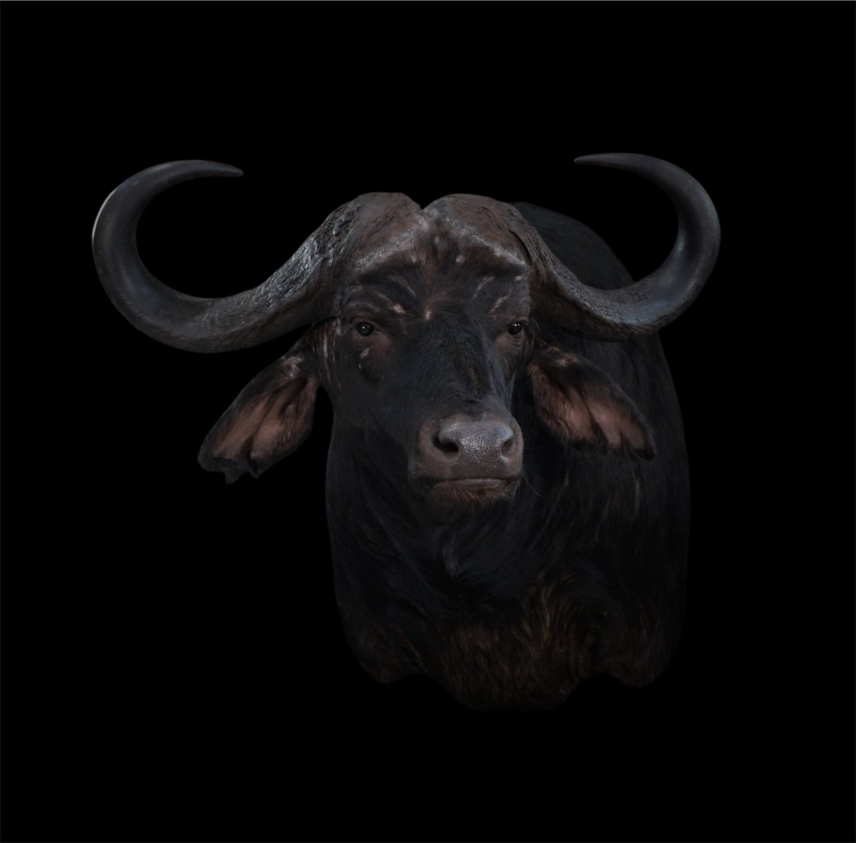 Photo IMG044 - Cape Buffalo