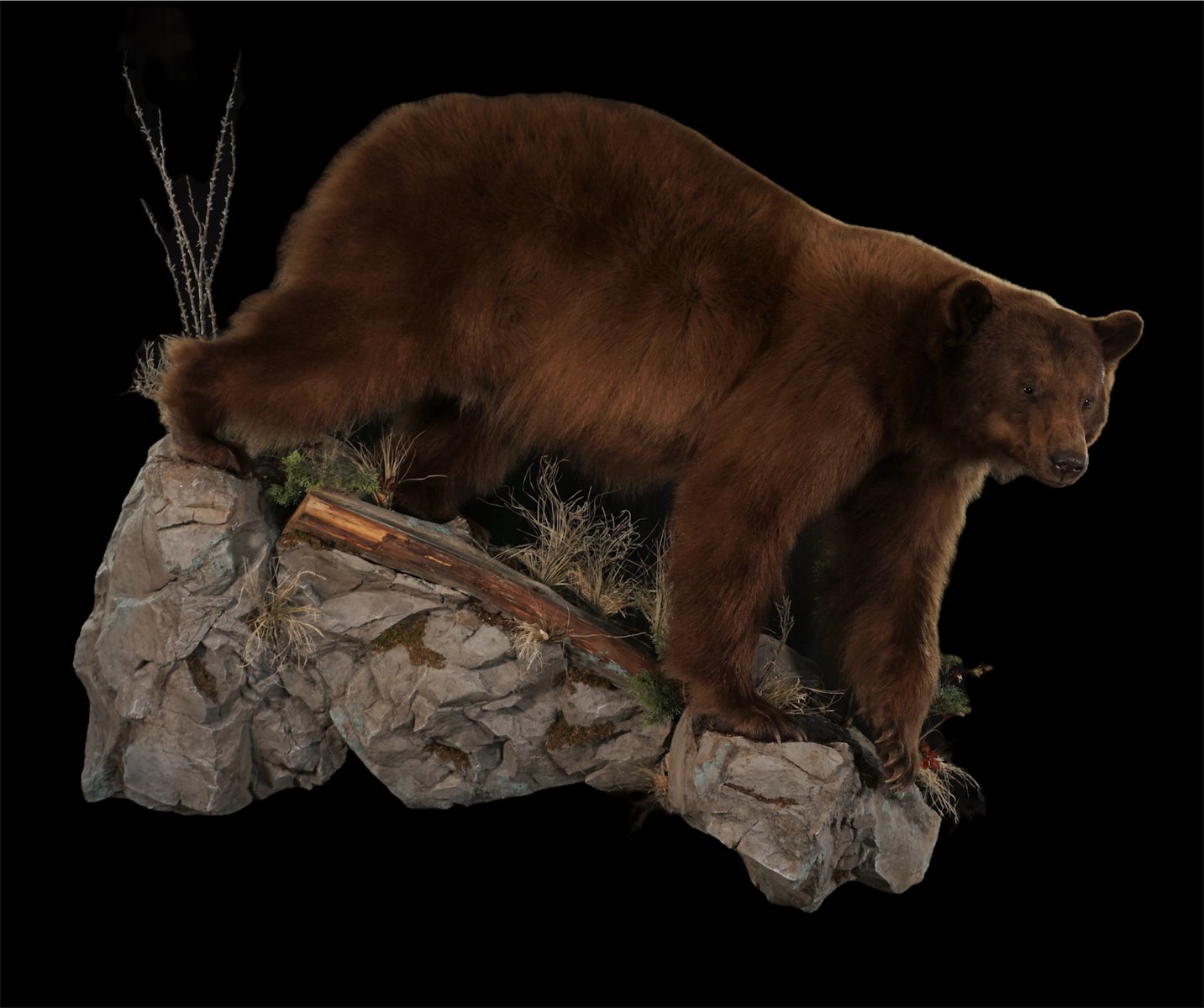 Black Bear Life Size