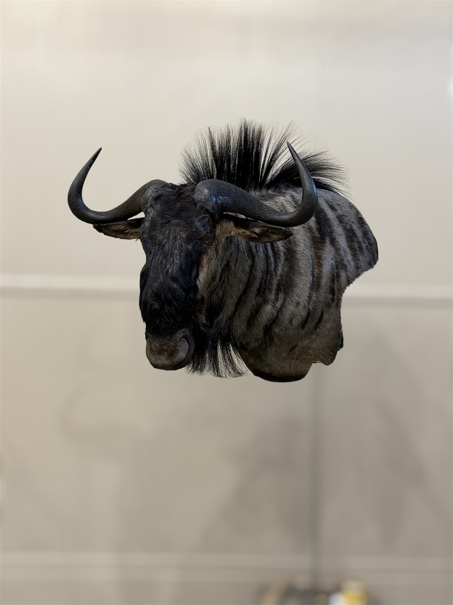 Blue Wildebeest wall pedestal left turn