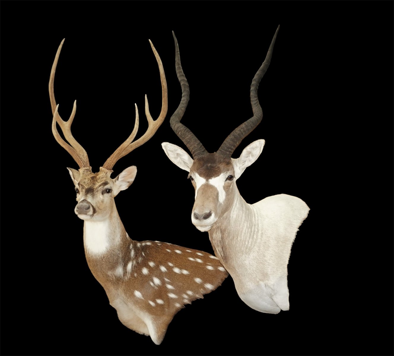 Photo IMG085 - Addax And Axis Deer Wall Pedestal