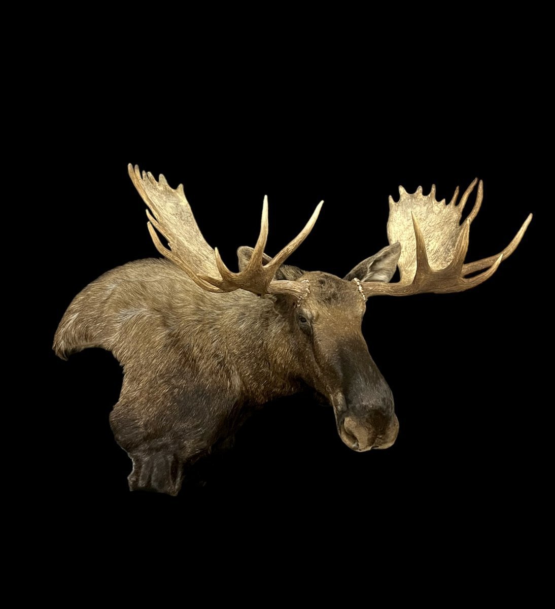 Photo IMG086 - Alaskan Moose Wall Pedestal
