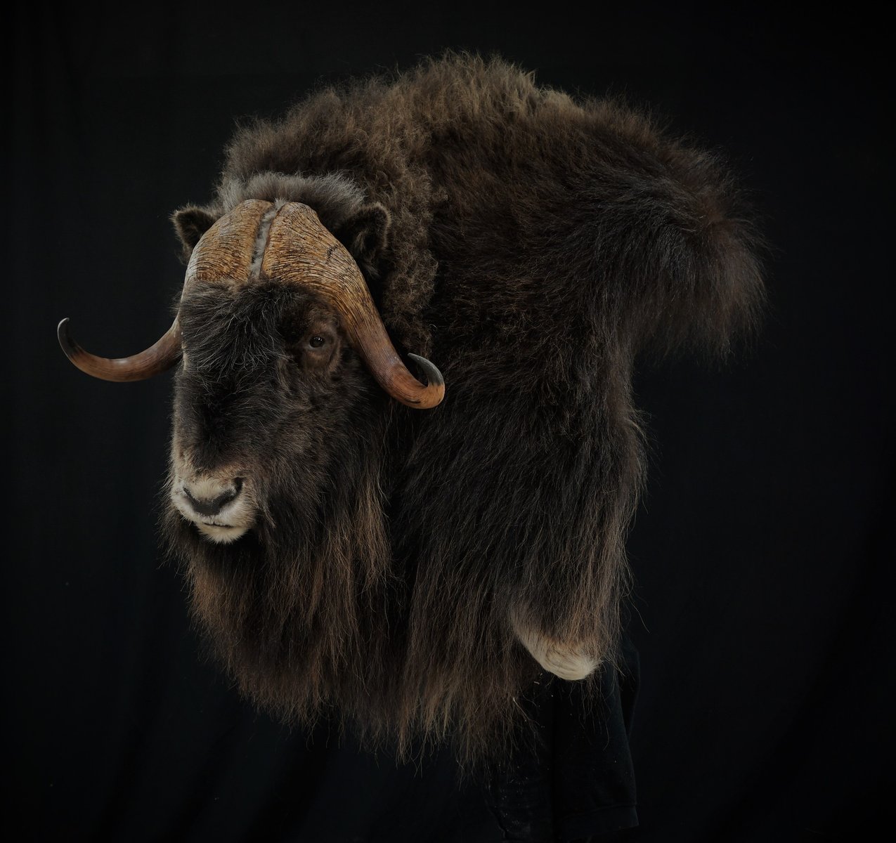 Photo IMG002 - Muskox Wall Pedestal