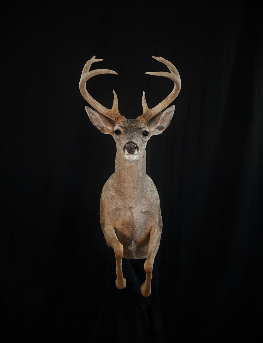 Photo IMG003 - 1/2 Life Size Coues Deer