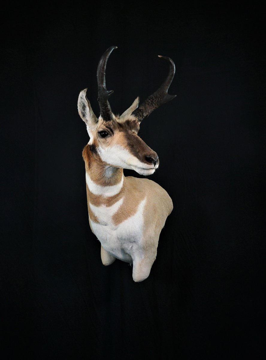 Photo IMG073 - Antelope Wall Pedestal Left Turn
