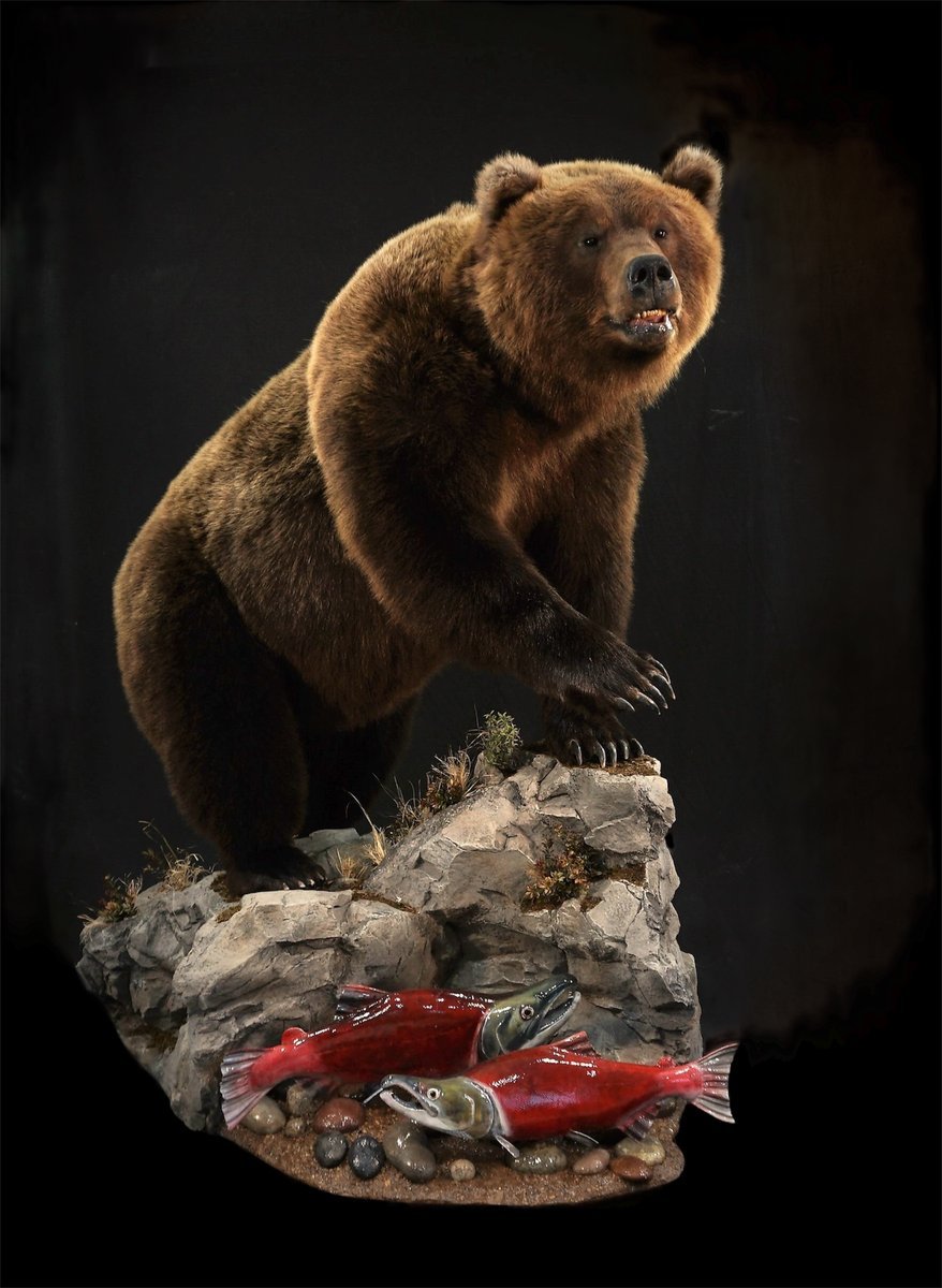 Photo IMG011 - Brown Bear Lifesize
