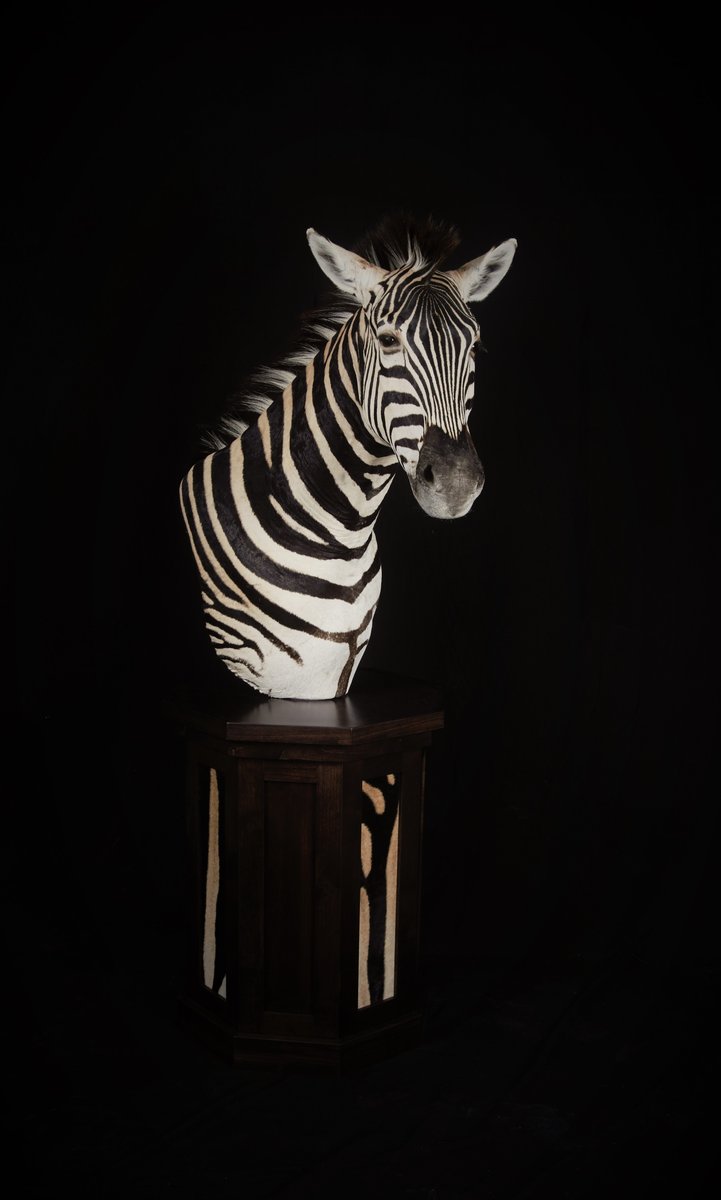 Photo IMG080 - Zebra Pedestal