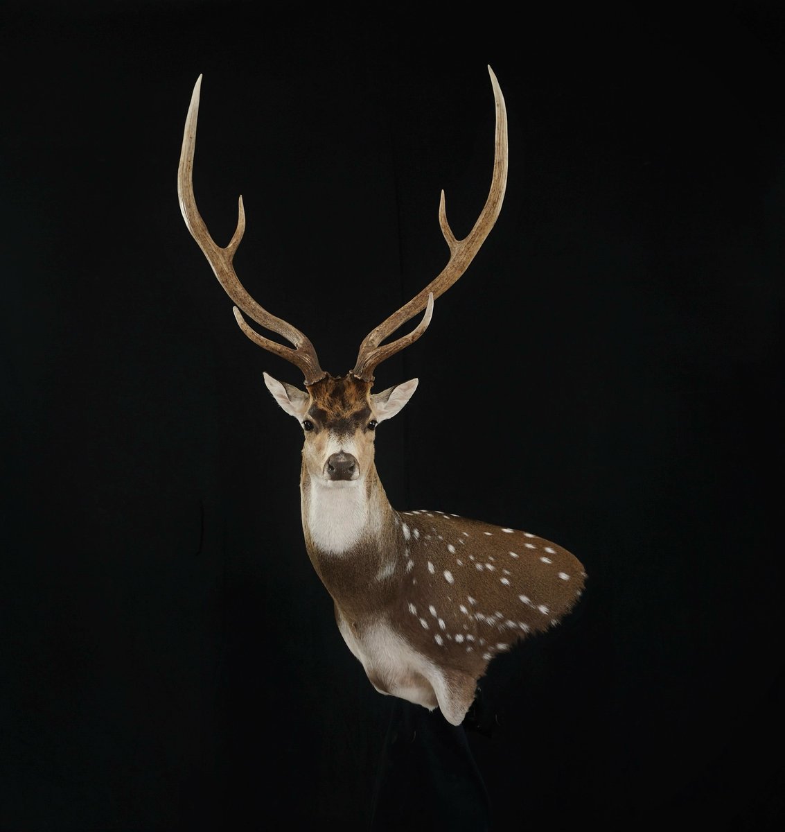 Photo IMG012 - Axis Deer Wall Pedestal