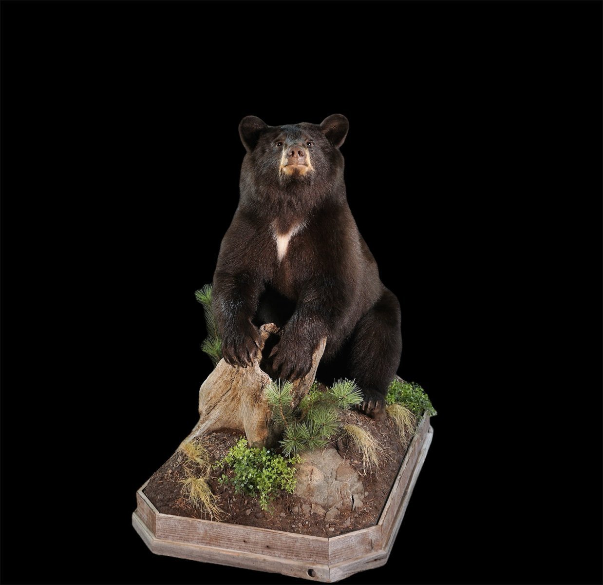 Photo IMG054 - Black Bear Sitting 1