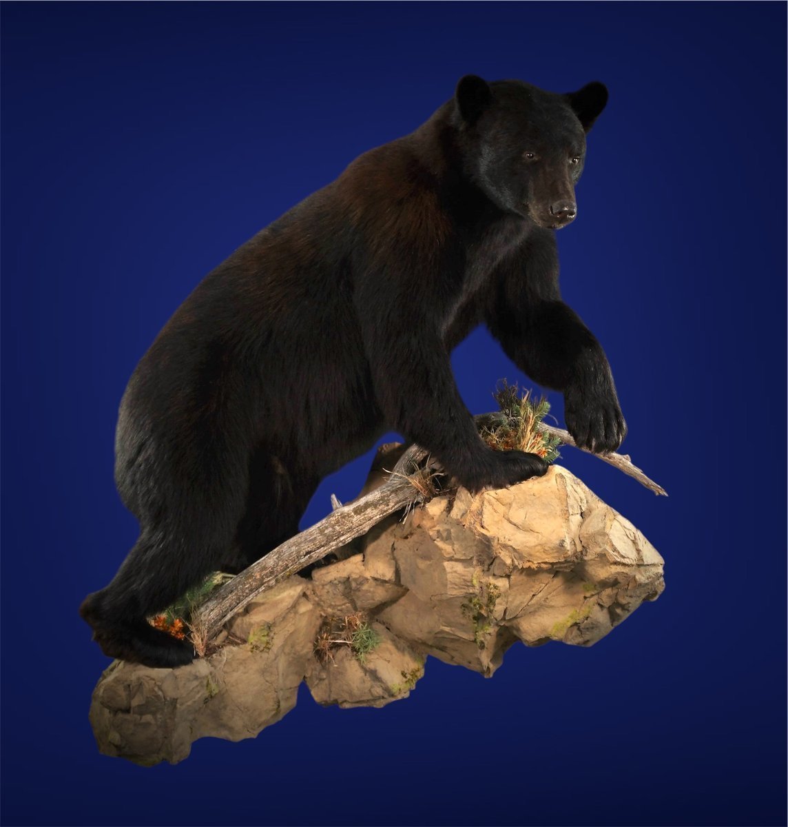 Photo IMG088 - Black Bear Life Size