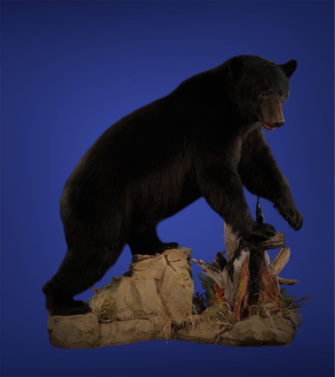 Photo IMG089 - Black Bear Life Size