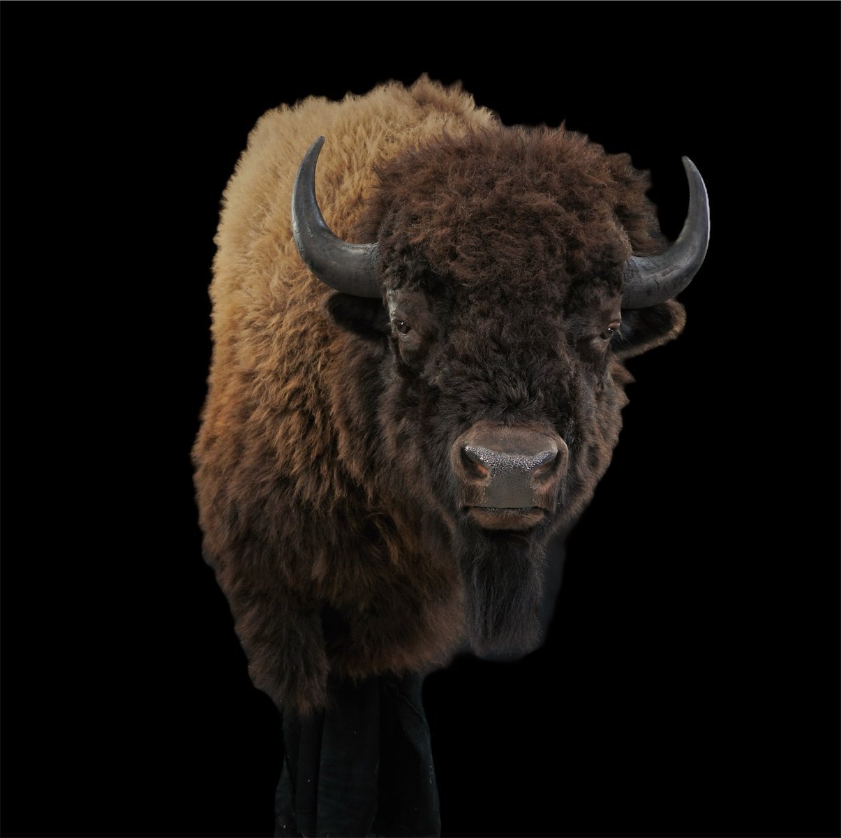 Photo IMG091 - Bison Wall Pedestal