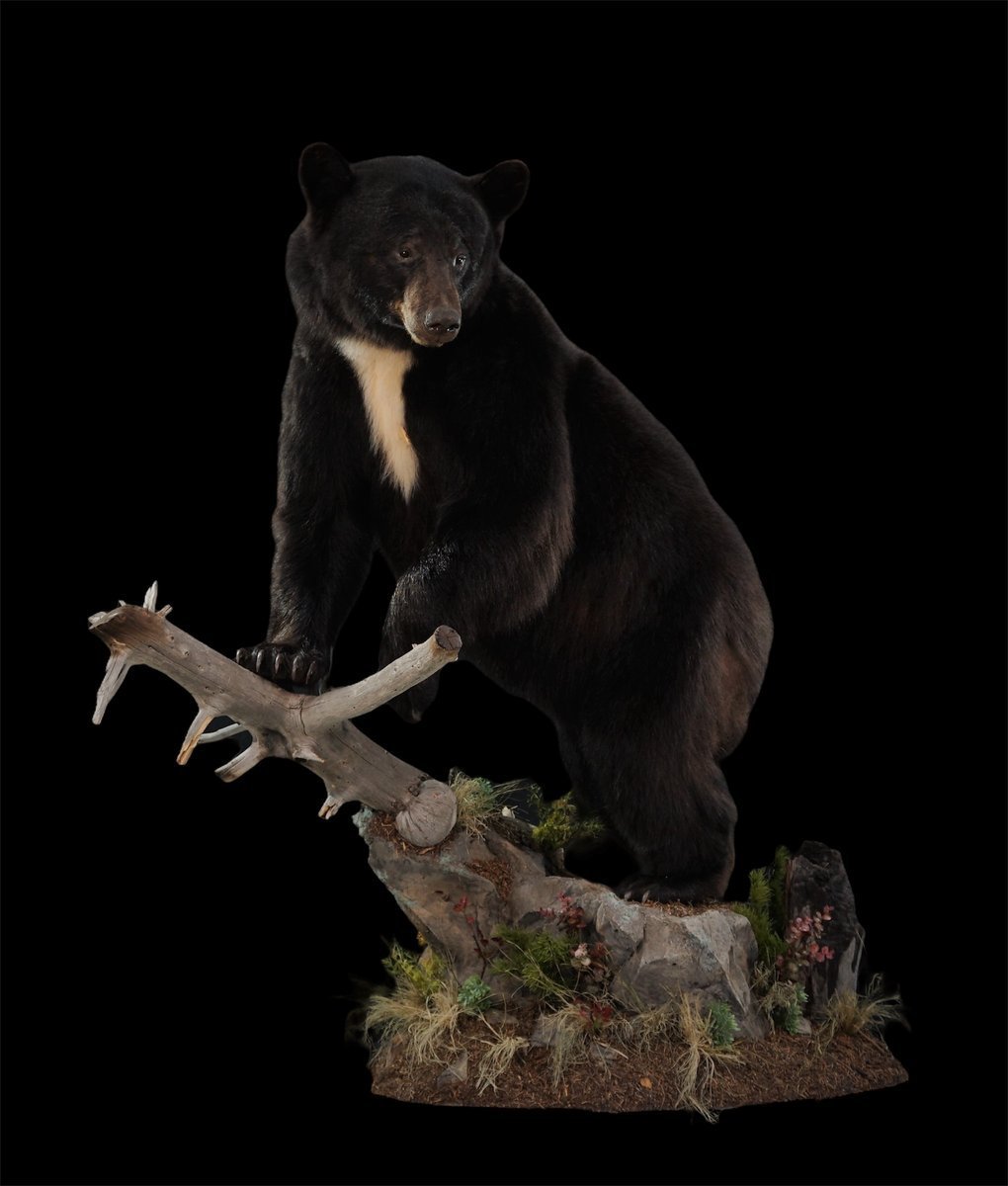 Photo IMG092 - Black Bear Life Size