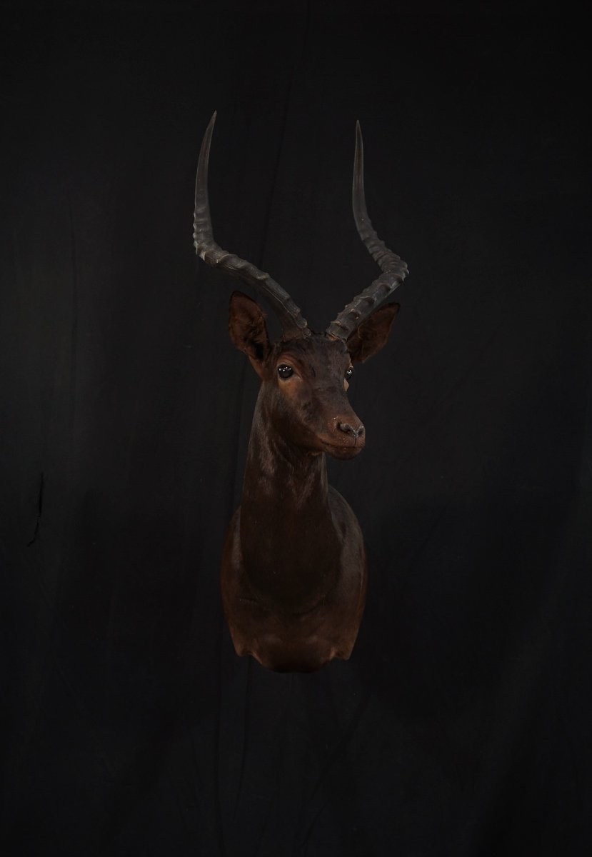 Photo IMG013 - Black Impala Shoulder Mount