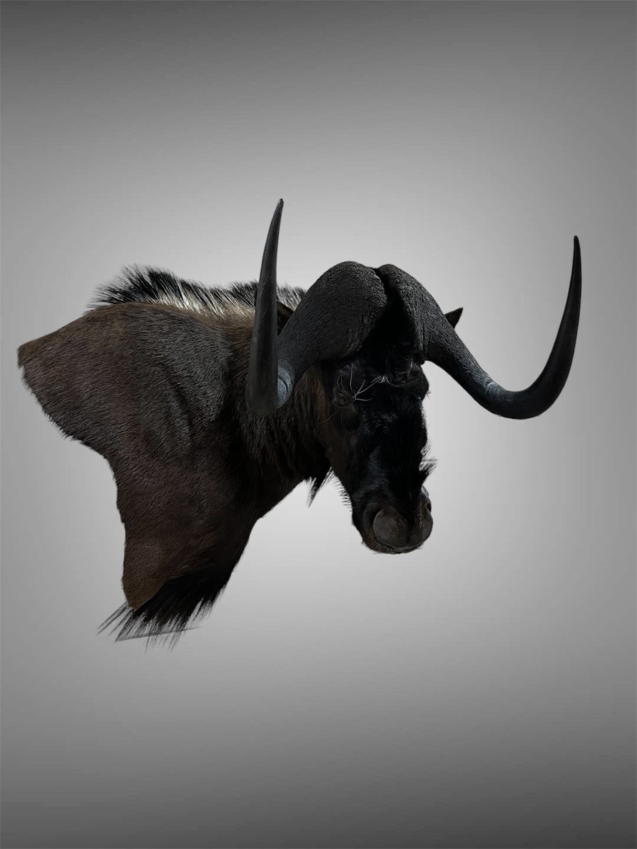 Photo IMG093 - Black Wildebeest Wall Pedestal