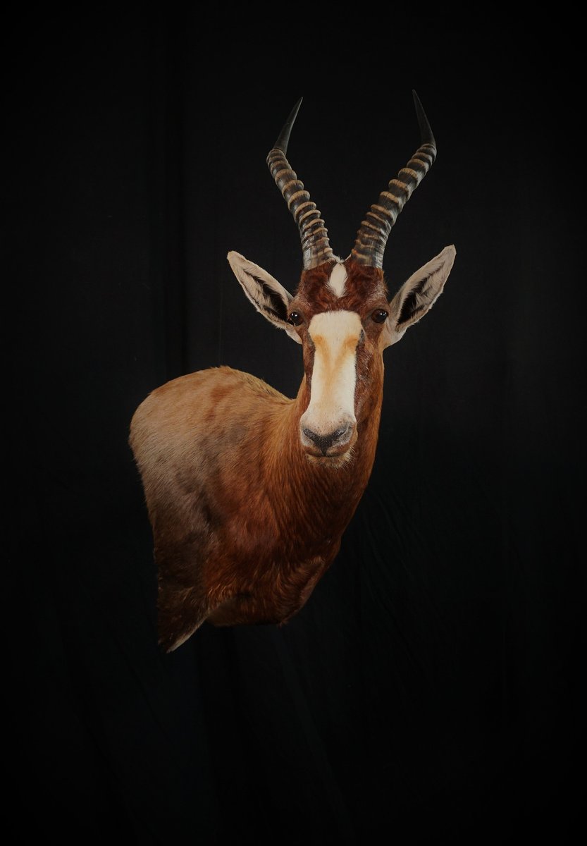 Photo IMG074 - Blesbok Wall Pedestal