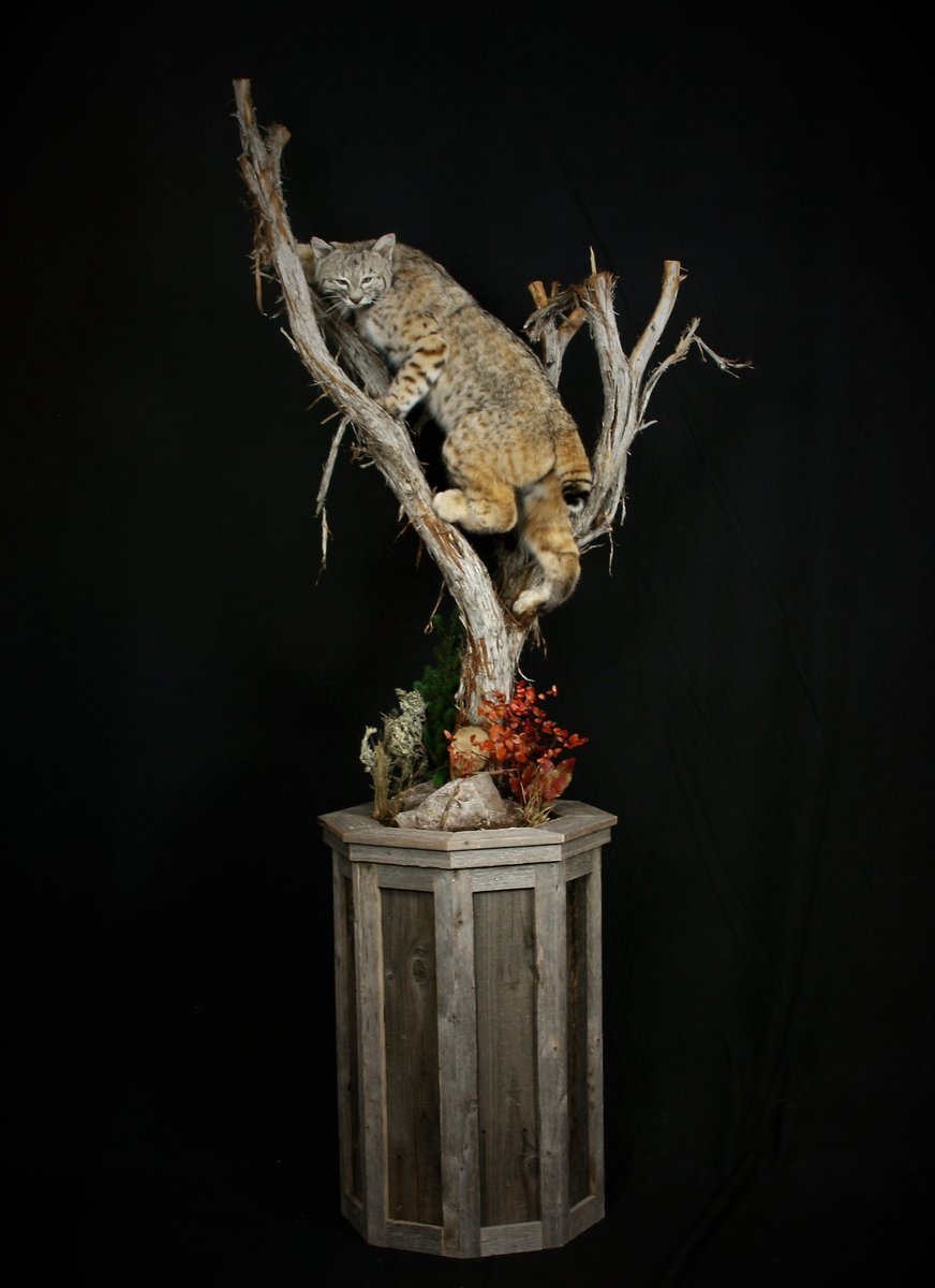 Photo IMG094 - Bobcat Life Size