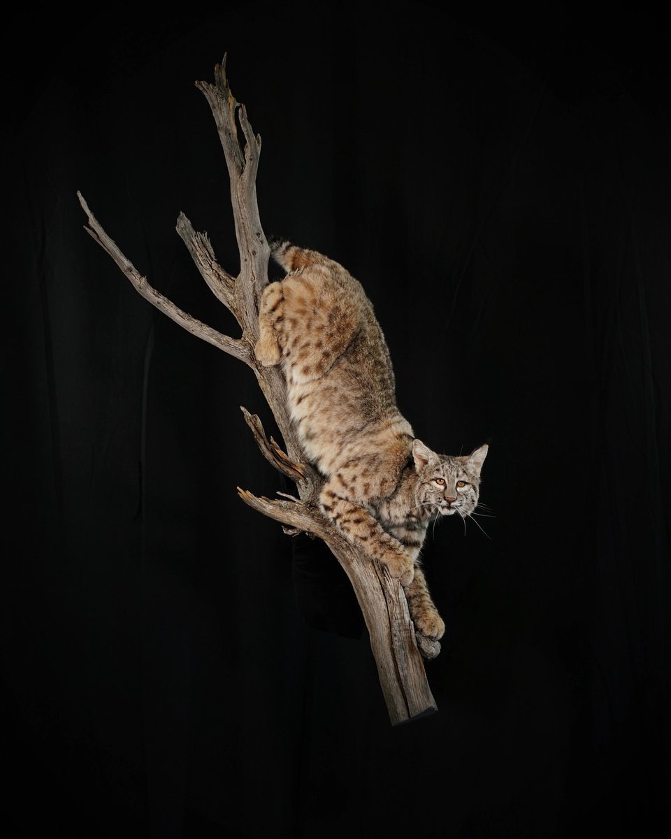 Photo IMG095 - Bobcat Life Size