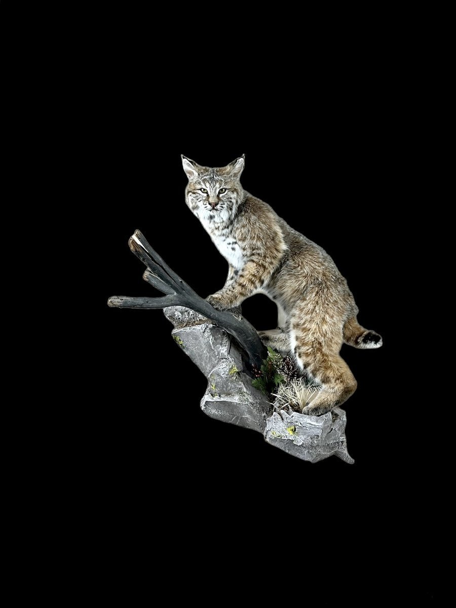 Photo IMG096 - Bobcat Life Size