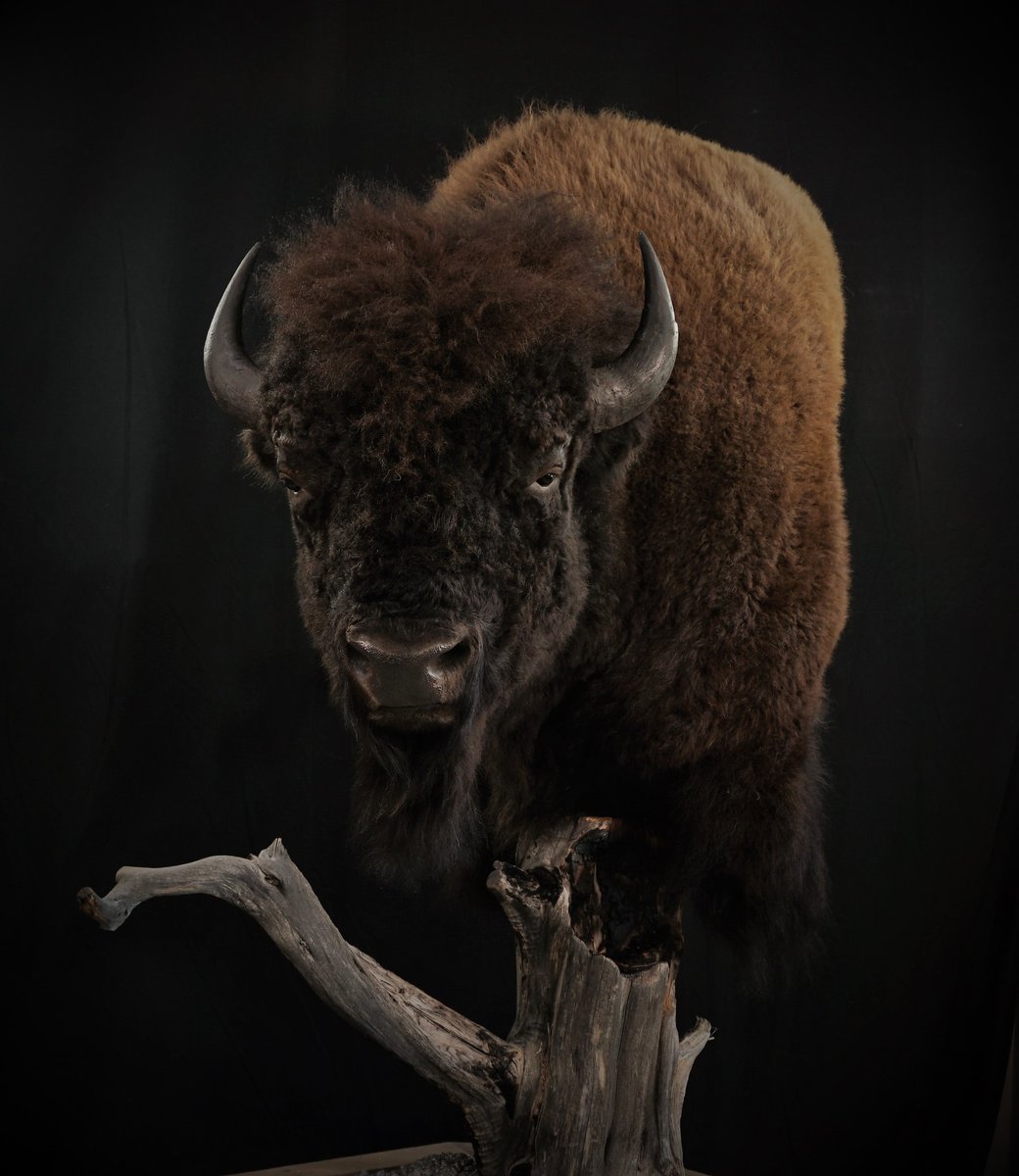 Photo IMG098 - Bison Pedestal