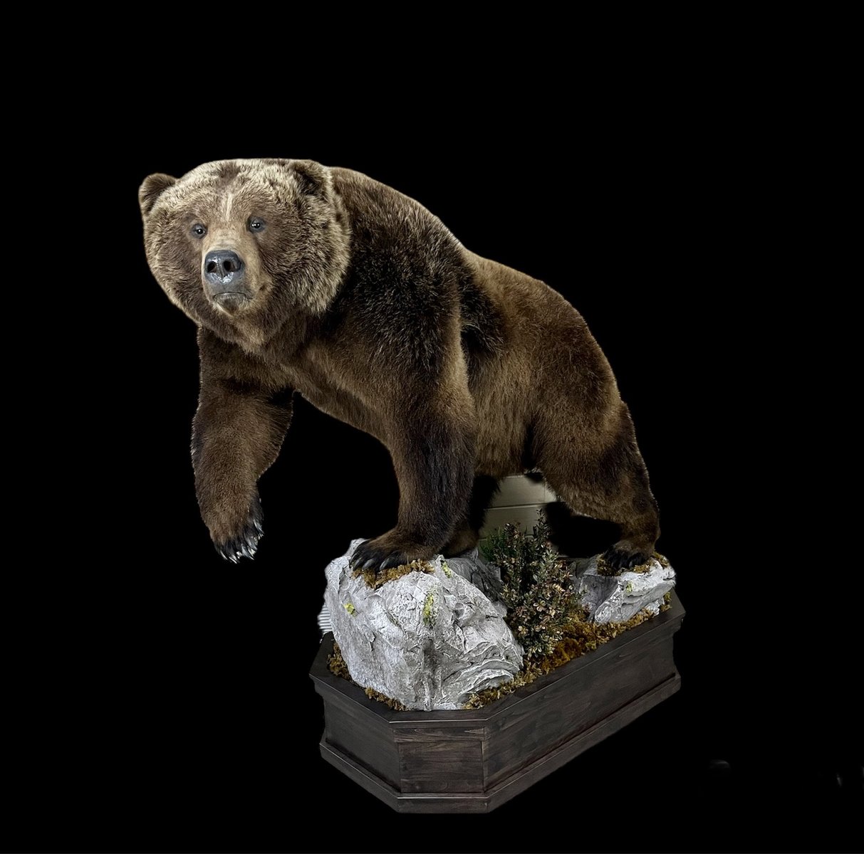 Photo IMG099 - Brown Bear Lifesize