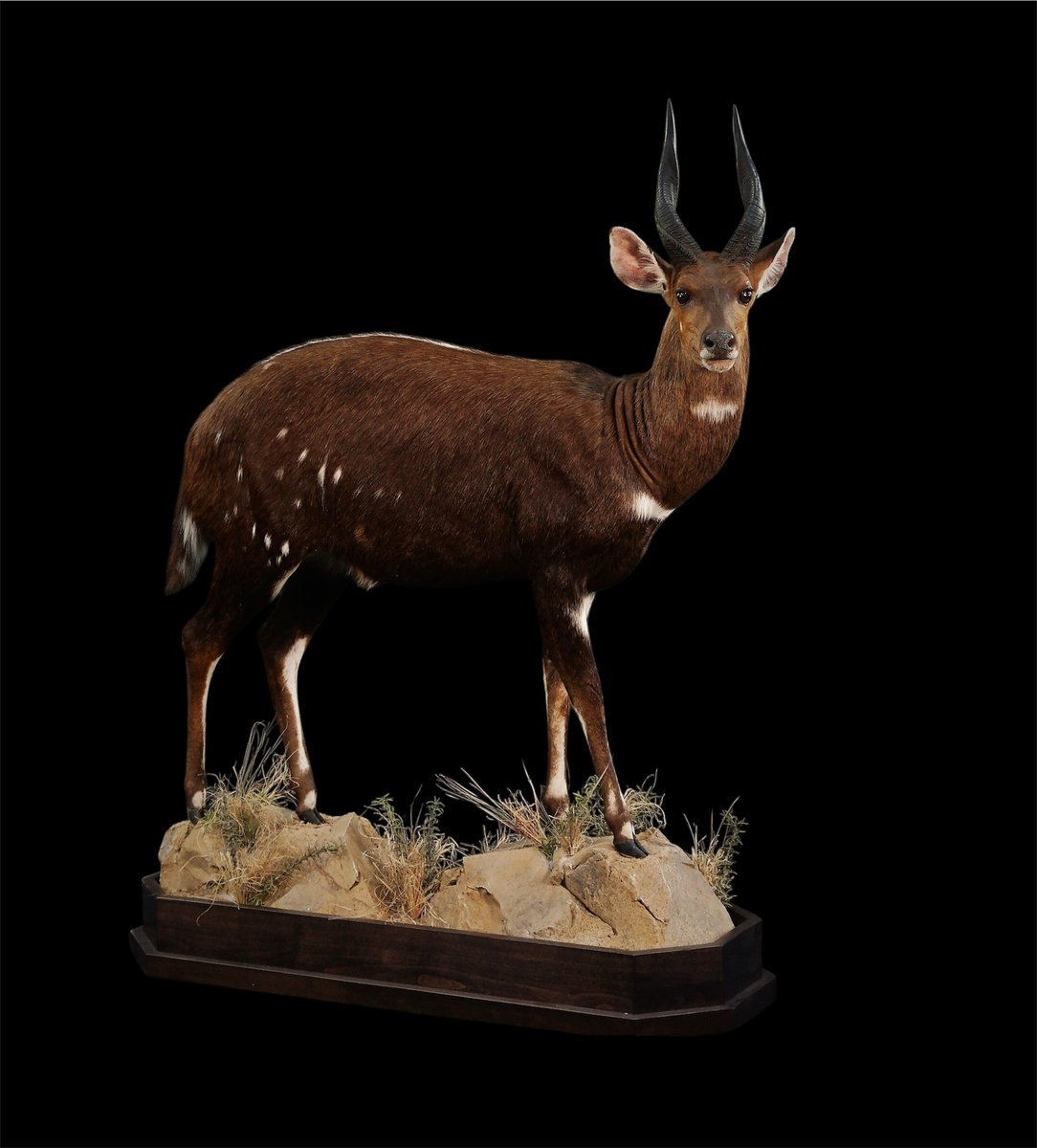 Photo IMG014 - BushBuck Life Size