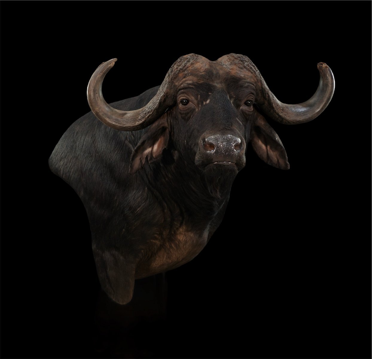 Photo IMG015 - Cape Buffalo Wall Pedestal Right Turn