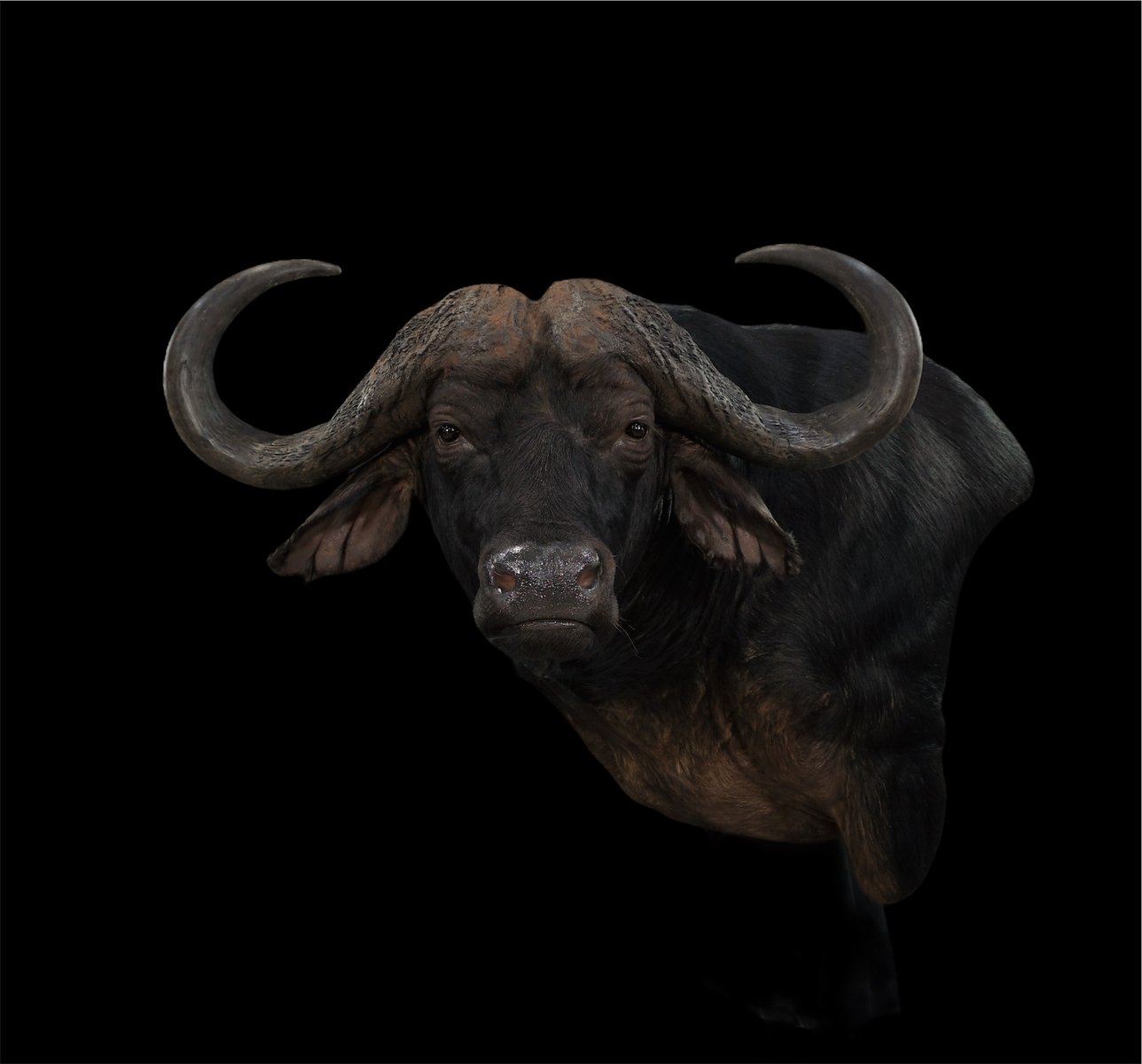 Photo IMG016 - Cape Buffalo Wall Pedestal Left Turn
