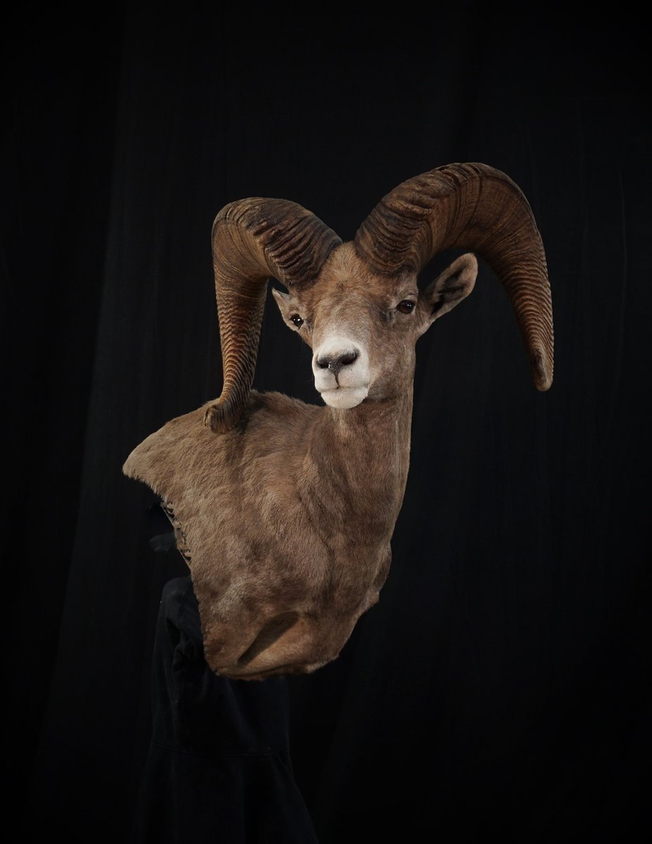 Photo IMG017 - Desert Sheep Wall Pedestal