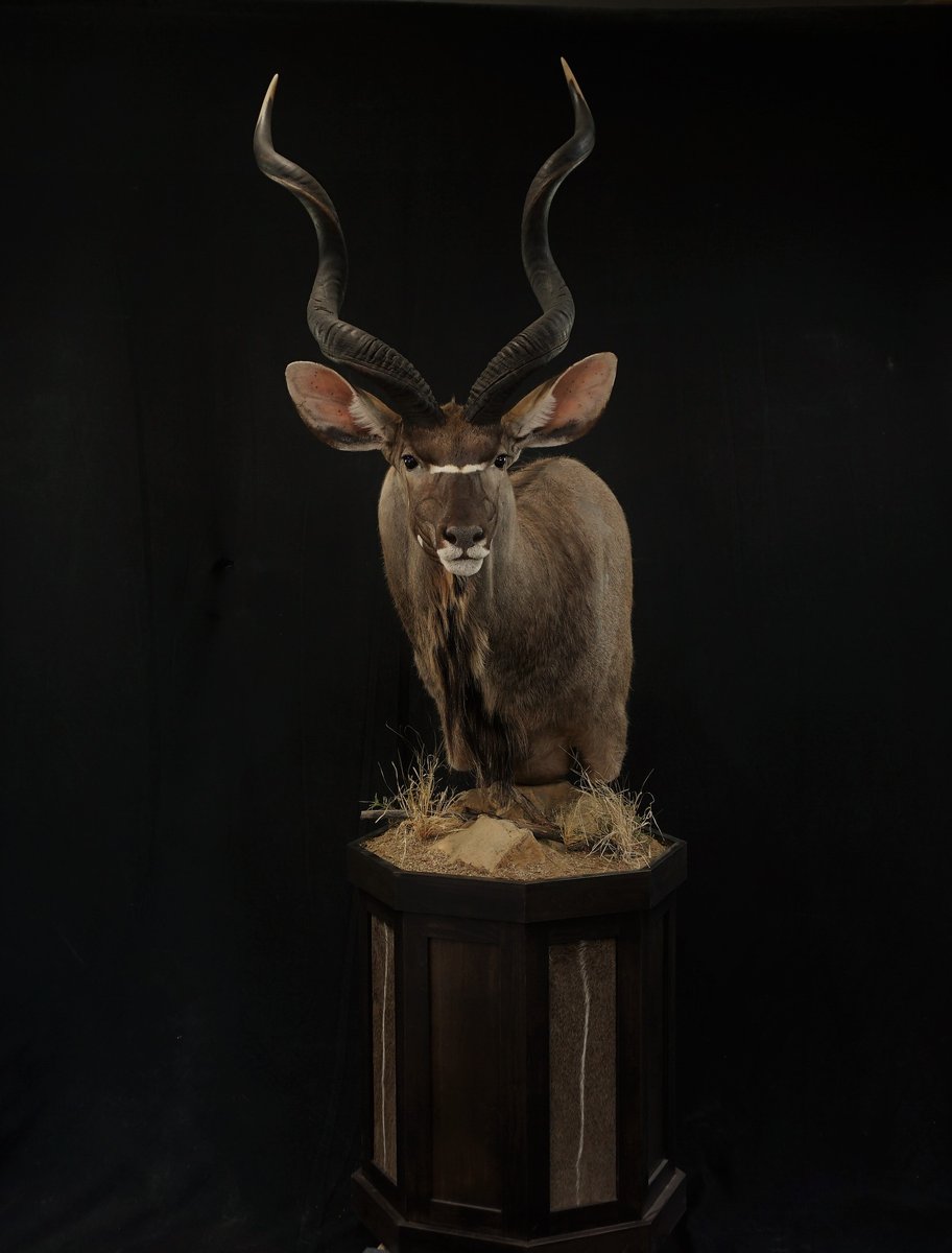 Photo IMG018 - Kudu Pedestal