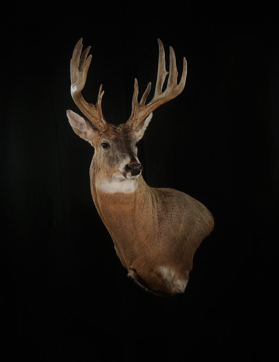 Photo IMG101 - Whitetail Wall Pedestal