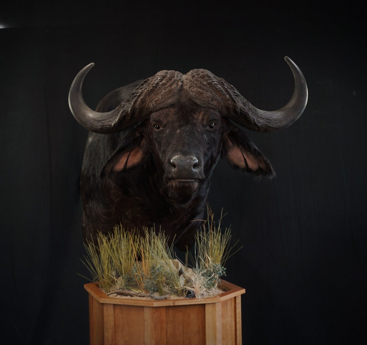 Photo IMG019 - Cape Buffalo Pedestal