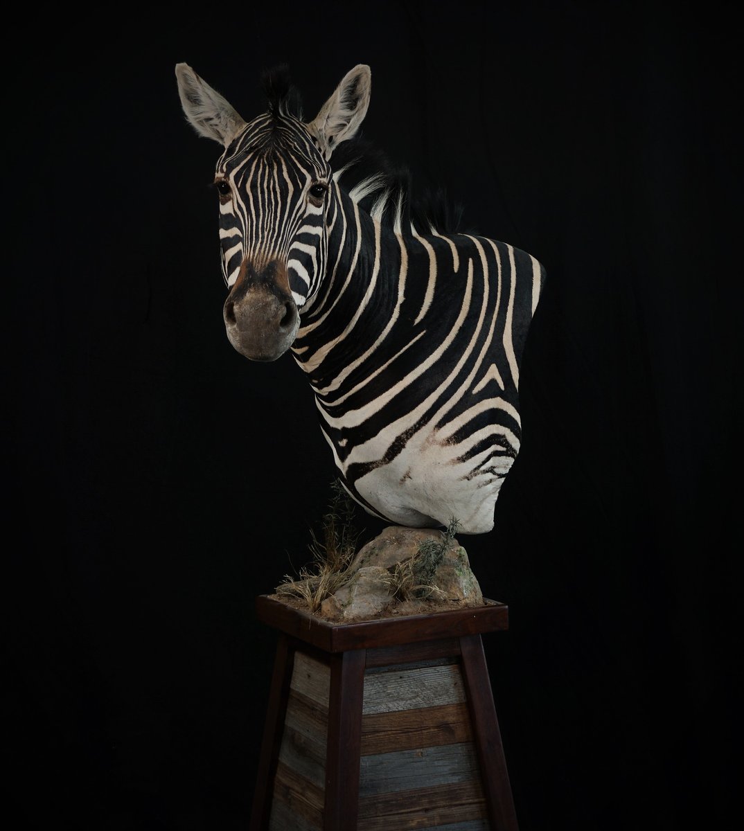 Photo IMG020 - Zebra Pedestal