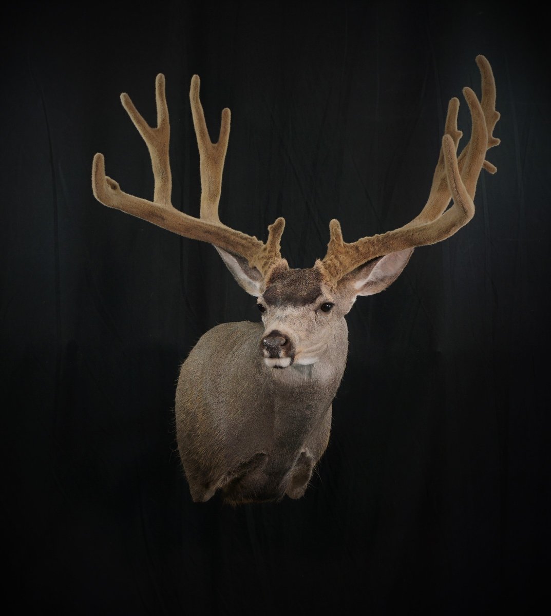 Photo IMG104 - Mule Deer Shoulder Mount