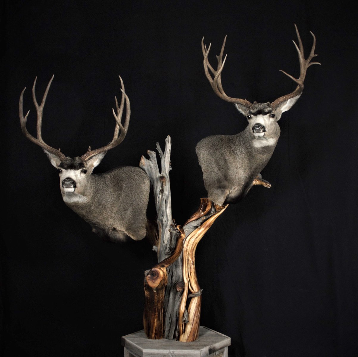 Mule Deer Pedestal