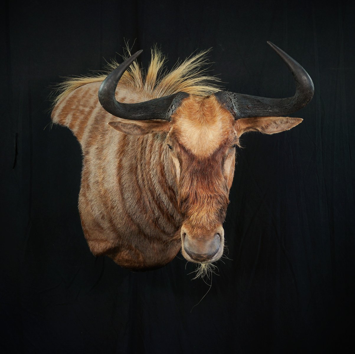 Photo IMG107 - Golden Wildebeest Wall Pedestal
