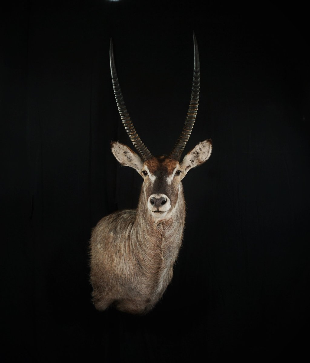 Photo IMG108 - Water Buck
