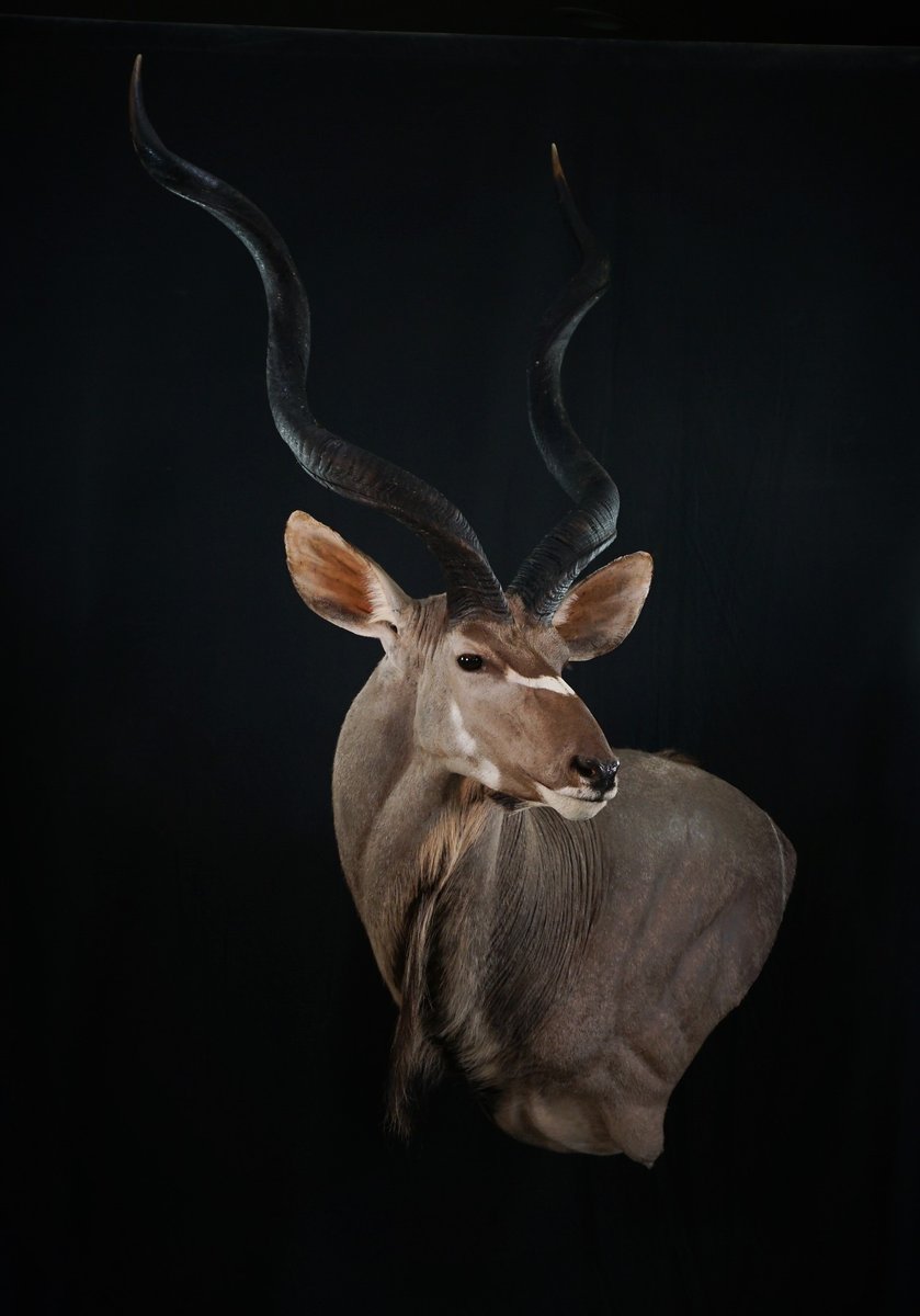 Photo IMG109 - Kudu Wall Pedestal