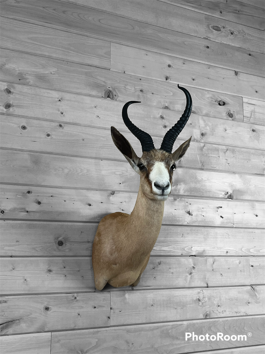 Photo IMG112 - Copper Springbok